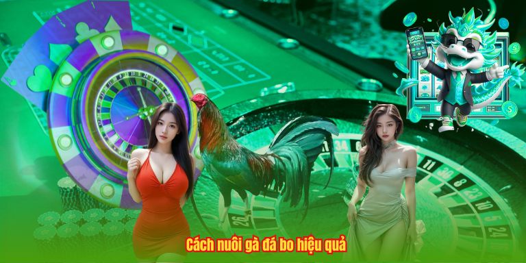 Cách Nuôi Gà Đá Bo – Bí Quyết Tạo Nên Chiến Kê Đỉnh Cao Cách nuôi gà đá bo hiệu quả